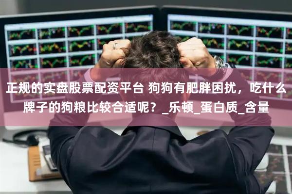 正规的实盘股票配资平台 狗狗有肥胖困扰，吃什么牌子的狗粮比较合适呢？_乐顿_蛋白质_含量